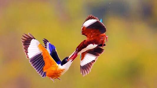 翡翠鸟翡翠价格翡翠是一种鸟-第7张图片-翡翠网 翡翠鸟翡翠价格翡翠是一种鸟-第7张图片-翡翠网