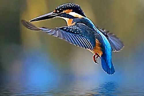 翡翠鸟翡翠价格翡翠是一种鸟-第8张图片-翡翠网 翡翠鸟翡翠价格翡翠是一种鸟-第8张图片-翡翠网