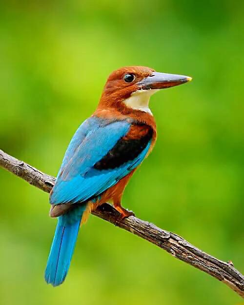 翡翠鸟翡翠价格翡翠是一种鸟-第9张图片-翡翠网 翡翠鸟翡翠价格翡翠是一种鸟-第9张图片-翡翠网