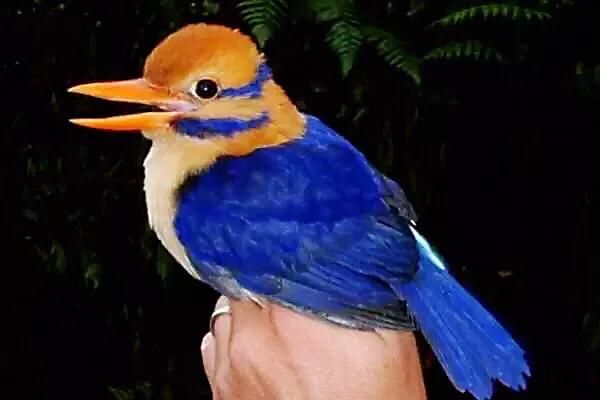 翡翠鸟翡翠价格翡翠是一种鸟-第10张图片-翡翠网 翡翠鸟翡翠价格翡翠是一种鸟-第10张图片-翡翠网