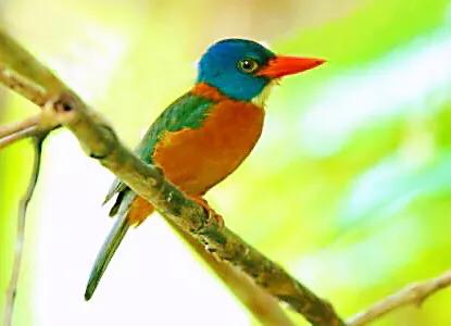 翡翠鸟翡翠价格翡翠是一种鸟-第11张图片-翡翠网 翡翠鸟翡翠价格翡翠是一种鸟-第11张图片-翡翠网