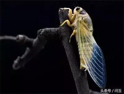 翡翠婵价格清朝翡翠蝉手串多少钱-第1张图片-翡翠网 翡翠婵价格清朝翡翠蝉手串多少钱-第1张图片-翡翠网