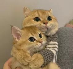 福禄寿喜翡翠,宋丹丹戴的福禄寿翡翠手镯-第52张图片-翡翠网 福禄寿喜翡翠,宋丹丹戴的福禄寿翡翠手镯-第52张图片-翡翠网