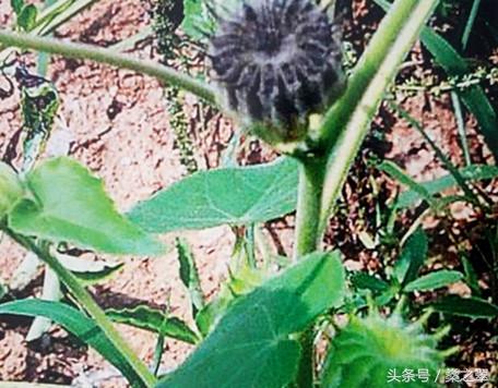 翡翠明料原石种,翡翠原石明料有假的吗-第7张图片-翡翠网 翡翠明料原石种,翡翠原石明料有假的吗-第7张图片-翡翠网