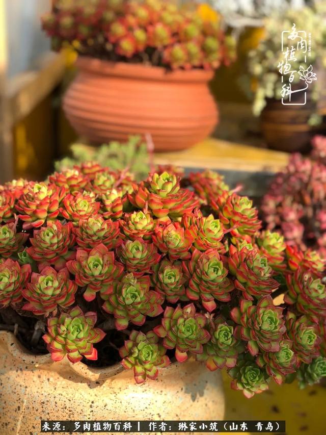 海翠翡琳价格表和图片海翡翠琳价格-第1张图片-翡翠网 海翠翡琳价格表和图片海翡翠琳价格-第1张图片-翡翠网