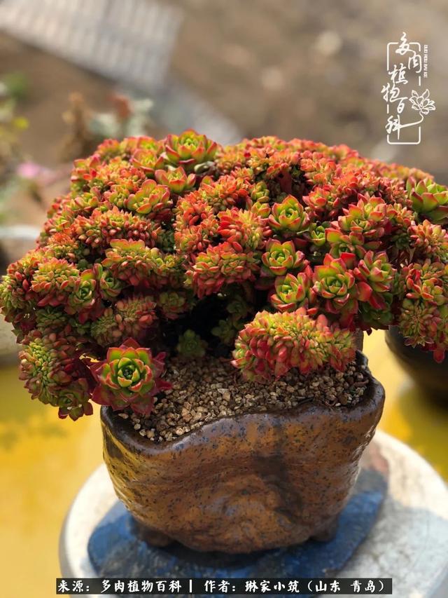 海翠翡琳价格表和图片海翡翠琳价格-第2张图片-翡翠网 海翠翡琳价格表和图片海翡翠琳价格-第2张图片-翡翠网