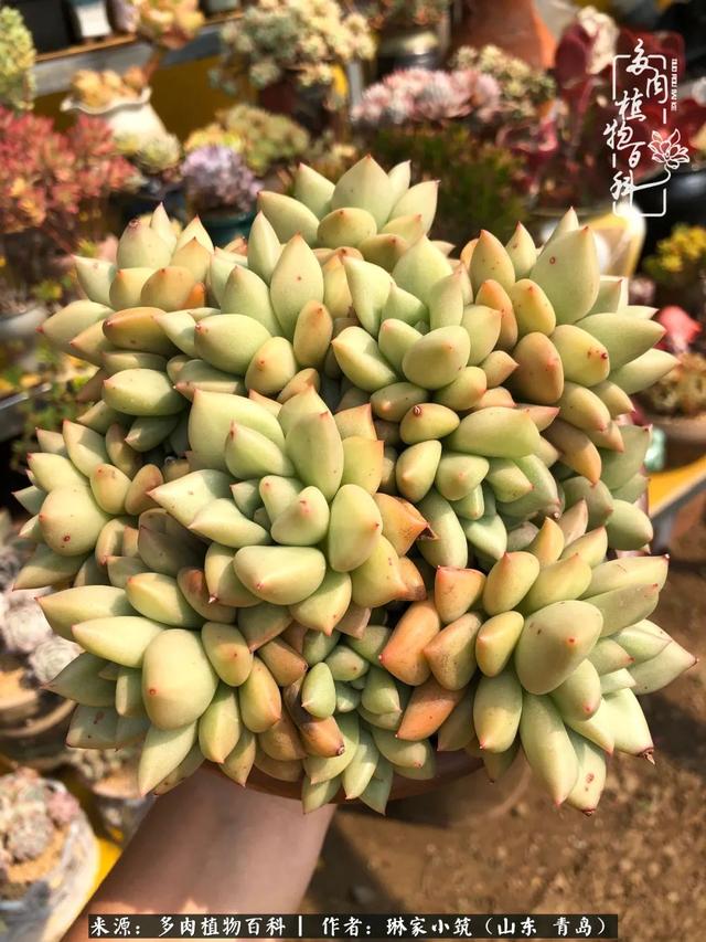 海翠翡琳价格表和图片海翡翠琳价格-第4张图片-翡翠网 海翠翡琳价格表和图片海翡翠琳价格-第4张图片-翡翠网