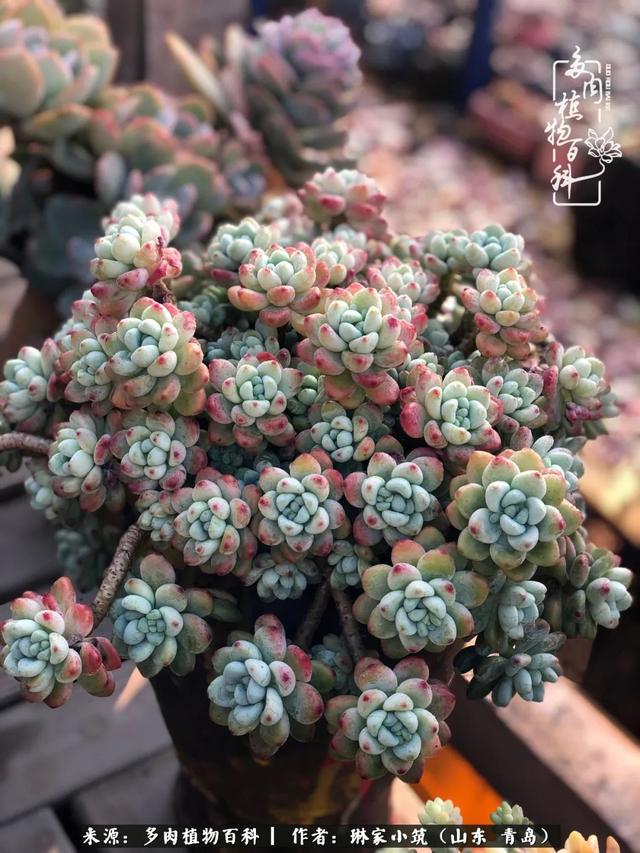 海翠翡琳价格表和图片海翡翠琳价格-第5张图片-翡翠网 海翠翡琳价格表和图片海翡翠琳价格-第5张图片-翡翠网