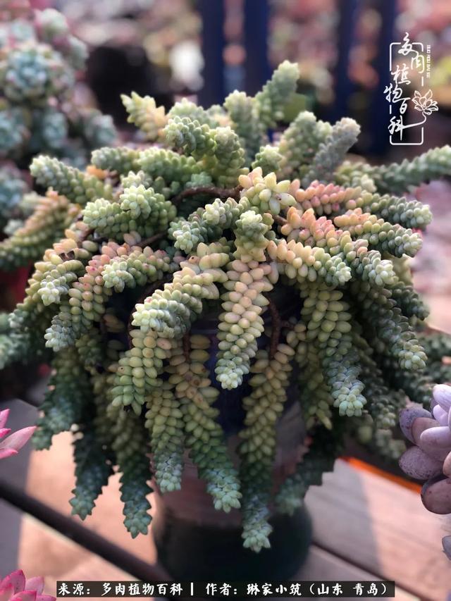 海翠翡琳价格表和图片海翡翠琳价格-第6张图片-翡翠网 海翠翡琳价格表和图片海翡翠琳价格-第6张图片-翡翠网