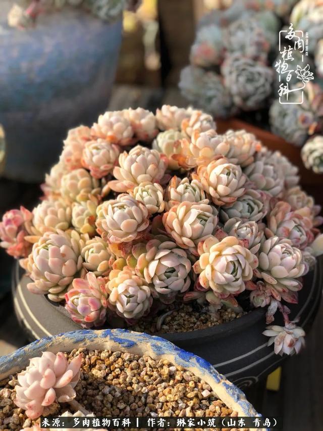 海翠翡琳价格表和图片海翡翠琳价格-第7张图片-翡翠网 海翠翡琳价格表和图片海翡翠琳价格-第7张图片-翡翠网