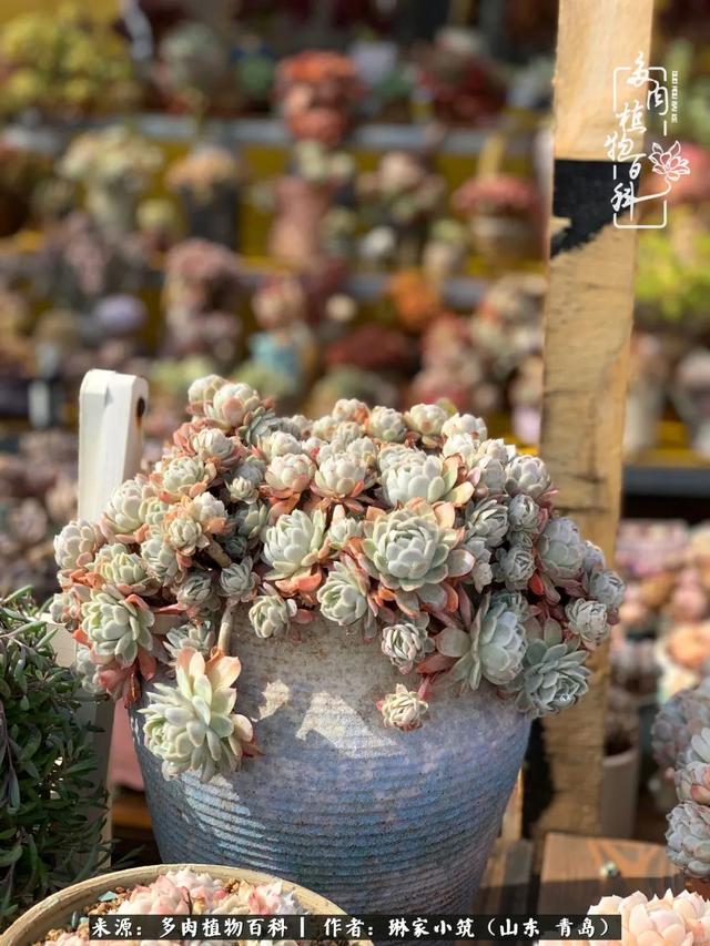 海翠翡琳价格表和图片海翡翠琳价格-第8张图片-翡翠网 海翠翡琳价格表和图片海翡翠琳价格-第8张图片-翡翠网