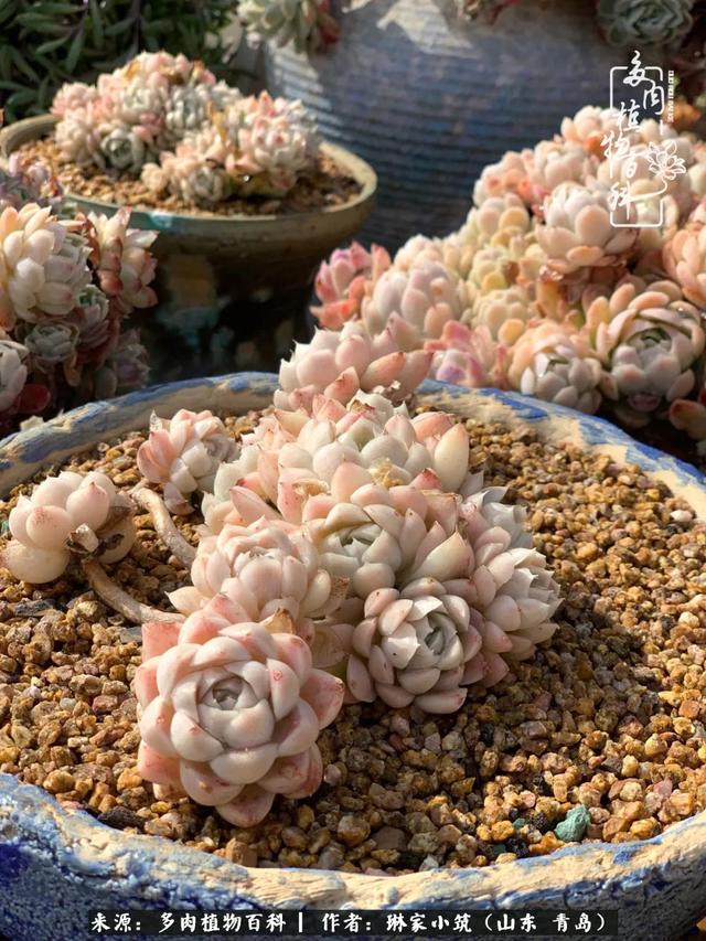 海翠翡琳价格表和图片海翡翠琳价格-第9张图片-翡翠网 海翠翡琳价格表和图片海翡翠琳价格-第9张图片-翡翠网