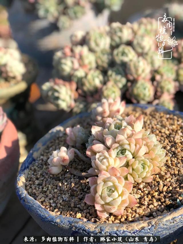 海翠翡琳价格表和图片海翡翠琳价格-第10张图片-翡翠网 海翠翡琳价格表和图片海翡翠琳价格-第10张图片-翡翠网