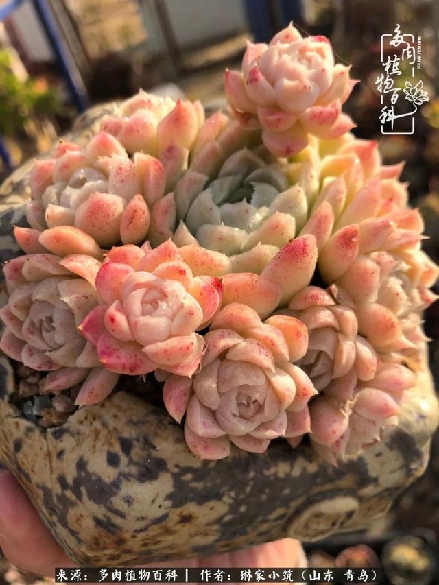 海翠翡琳价格表和图片海翡翠琳价格-第11张图片-翡翠网 海翠翡琳价格表和图片海翡翠琳价格-第11张图片-翡翠网