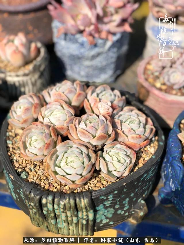 海翠翡琳价格表和图片海翡翠琳价格-第12张图片-翡翠网 海翠翡琳价格表和图片海翡翠琳价格-第12张图片-翡翠网