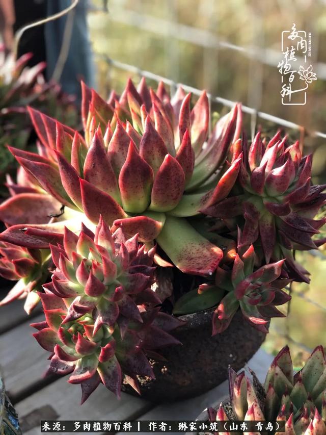 海翠翡琳价格表和图片海翡翠琳价格-第13张图片-翡翠网 海翠翡琳价格表和图片海翡翠琳价格-第13张图片-翡翠网