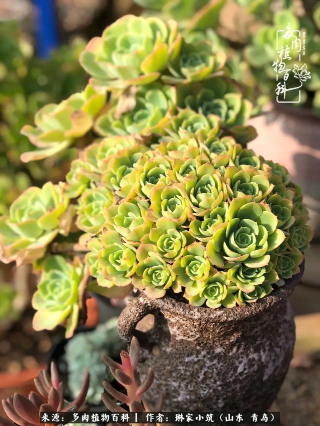 海翠翡琳价格表和图片海翡翠琳价格-第14张图片-翡翠网 海翠翡琳价格表和图片海翡翠琳价格-第14张图片-翡翠网