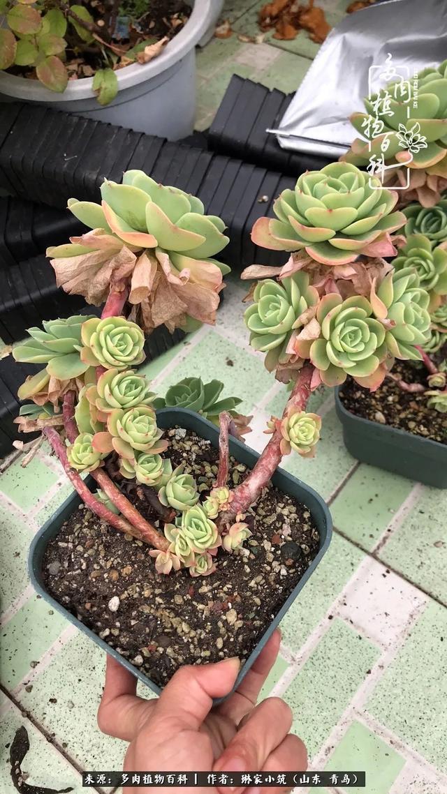 海翠翡琳价格表和图片海翡翠琳价格-第15张图片-翡翠网 海翠翡琳价格表和图片海翡翠琳价格-第15张图片-翡翠网