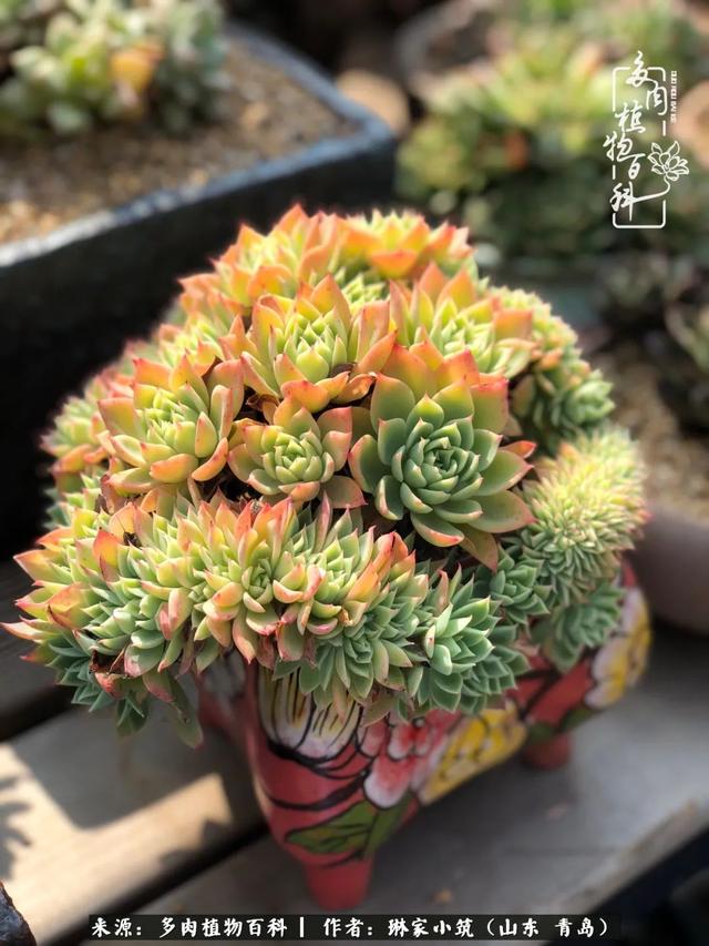 海翠翡琳价格表和图片海翡翠琳价格-第16张图片-翡翠网 海翠翡琳价格表和图片海翡翠琳价格-第16张图片-翡翠网