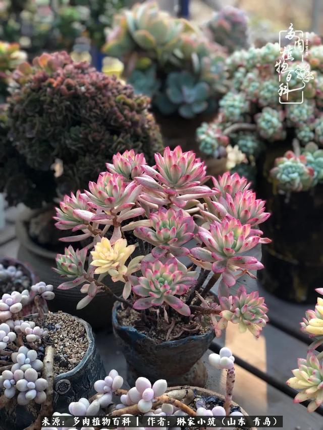 海翠翡琳价格表和图片海翡翠琳价格-第17张图片-翡翠网 海翠翡琳价格表和图片海翡翠琳价格-第17张图片-翡翠网