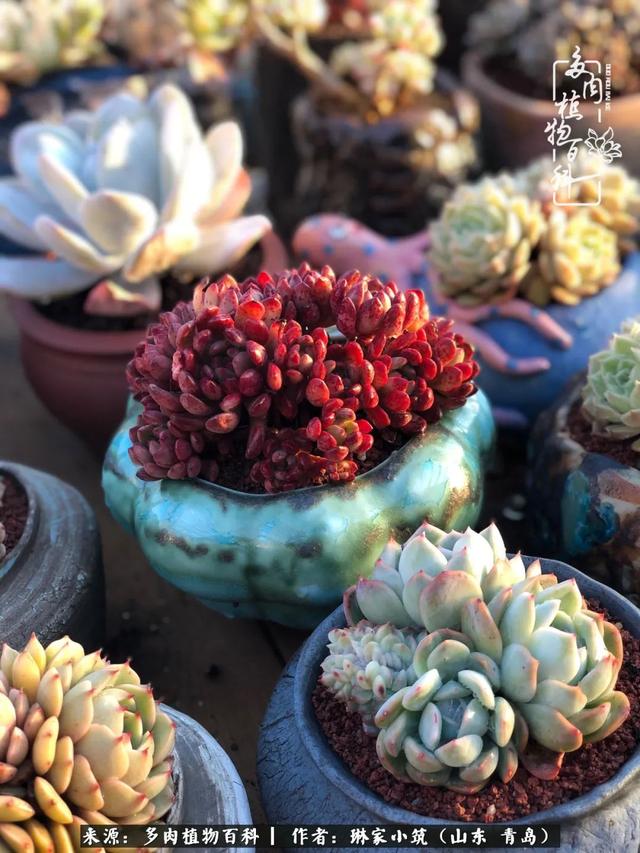 海翠翡琳价格表和图片海翡翠琳价格-第20张图片-翡翠网 海翠翡琳价格表和图片海翡翠琳价格-第20张图片-翡翠网