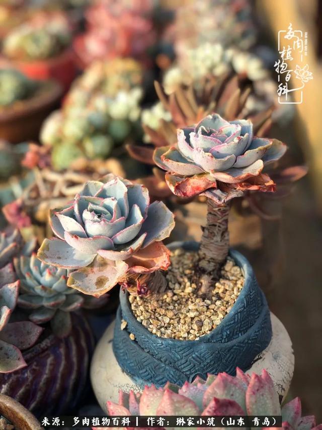 海翠翡琳价格表和图片海翡翠琳价格-第21张图片-翡翠网 海翠翡琳价格表和图片海翡翠琳价格-第21张图片-翡翠网