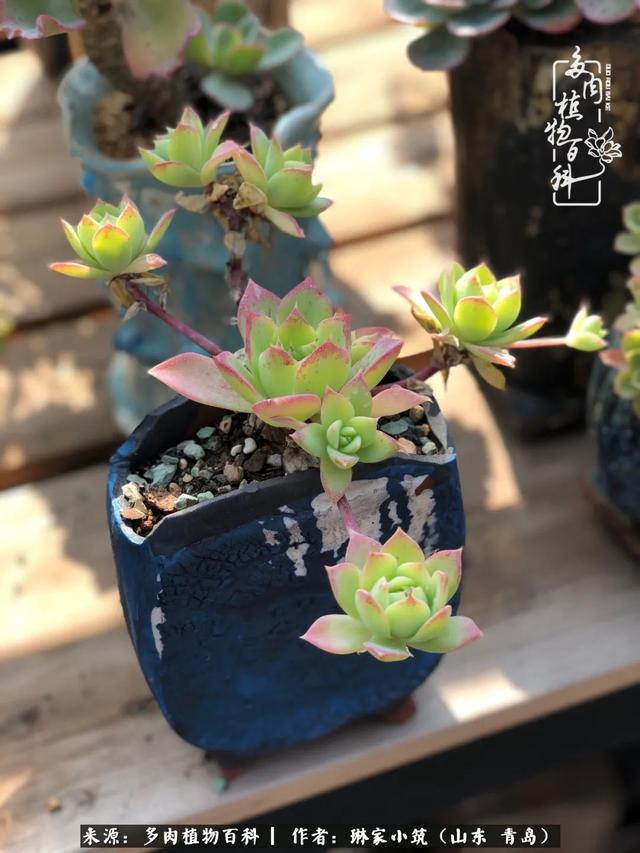 海翠翡琳价格表和图片海翡翠琳价格-第22张图片-翡翠网 海翠翡琳价格表和图片海翡翠琳价格-第22张图片-翡翠网