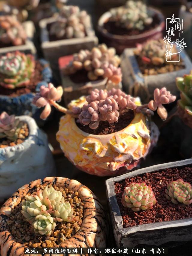 海翠翡琳价格表和图片海翡翠琳价格-第23张图片-翡翠网 海翠翡琳价格表和图片海翡翠琳价格-第23张图片-翡翠网