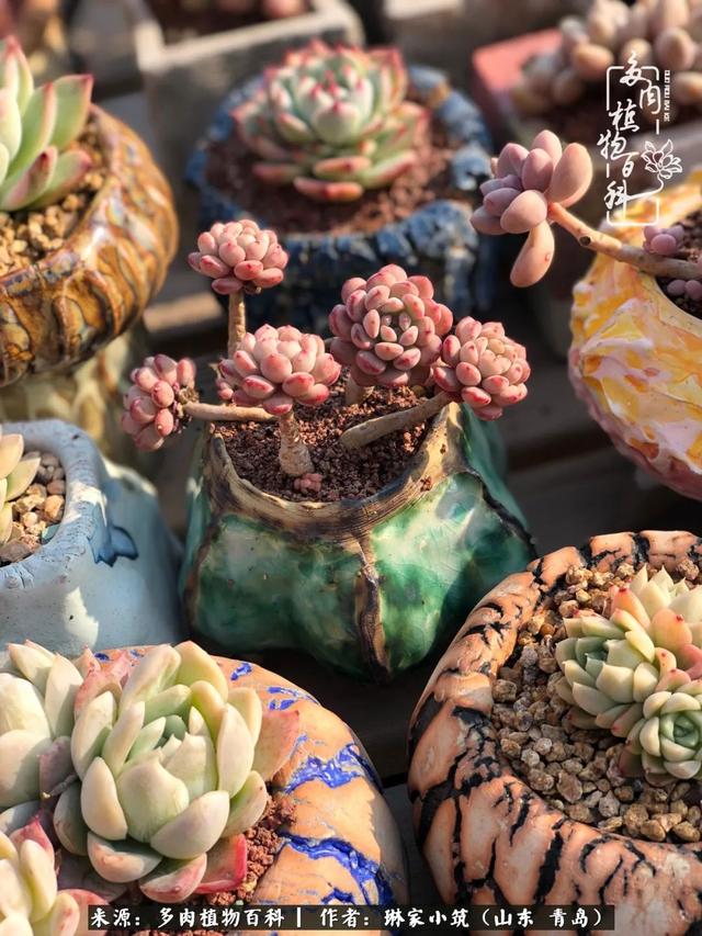 海翠翡琳价格表和图片海翡翠琳价格-第24张图片-翡翠网 海翠翡琳价格表和图片海翡翠琳价格-第24张图片-翡翠网