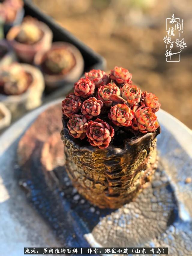 海翠翡琳价格表和图片海翡翠琳价格-第27张图片-翡翠网 海翠翡琳价格表和图片海翡翠琳价格-第27张图片-翡翠网