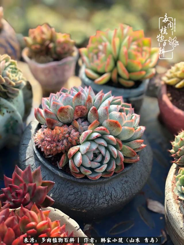 海翠翡琳价格表和图片海翡翠琳价格-第28张图片-翡翠网 海翠翡琳价格表和图片海翡翠琳价格-第28张图片-翡翠网