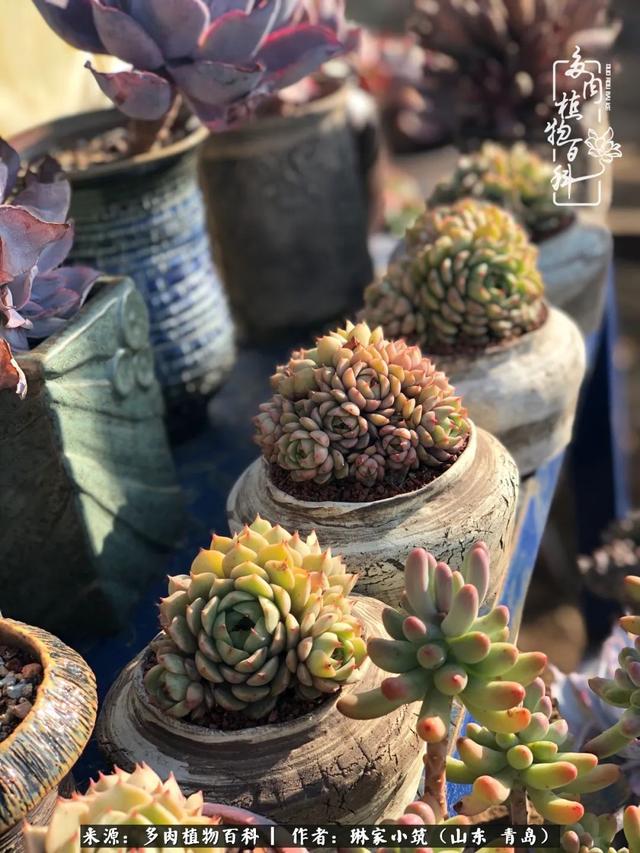 海翠翡琳价格表和图片海翡翠琳价格-第29张图片-翡翠网 海翠翡琳价格表和图片海翡翠琳价格-第29张图片-翡翠网