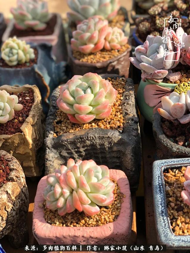 海翠翡琳价格表和图片海翡翠琳价格-第31张图片-翡翠网 海翠翡琳价格表和图片海翡翠琳价格-第31张图片-翡翠网