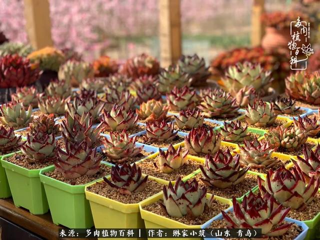 海翠翡琳价格表和图片海翡翠琳价格-第32张图片-翡翠网 海翠翡琳价格表和图片海翡翠琳价格-第32张图片-翡翠网