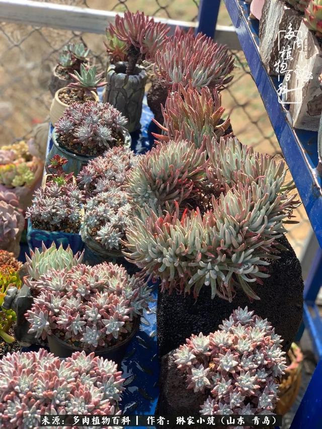 海翠翡琳价格表和图片海翡翠琳价格-第33张图片-翡翠网 海翠翡琳价格表和图片海翡翠琳价格-第33张图片-翡翠网