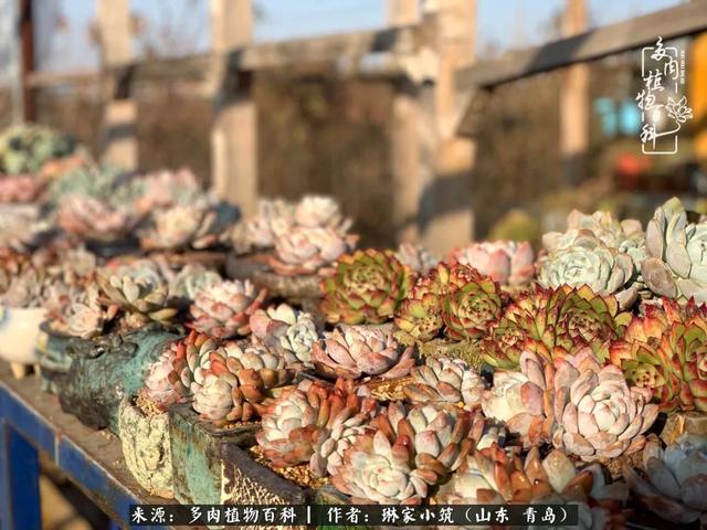 海翠翡琳价格表和图片海翡翠琳价格-第34张图片-翡翠网 海翠翡琳价格表和图片海翡翠琳价格-第34张图片-翡翠网