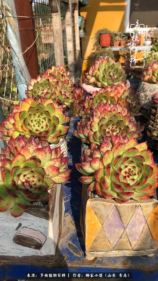 海翠翡琳价格表和图片海翡翠琳价格-第35张图片-翡翠网 海翠翡琳价格表和图片海翡翠琳价格-第35张图片-翡翠网