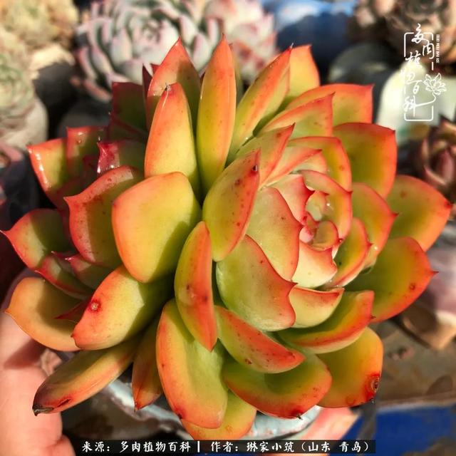 海翠翡琳价格表和图片海翡翠琳价格-第36张图片-翡翠网 海翠翡琳价格表和图片海翡翠琳价格-第36张图片-翡翠网