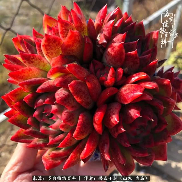 海翠翡琳价格表和图片海翡翠琳价格-第37张图片-翡翠网 海翠翡琳价格表和图片海翡翠琳价格-第37张图片-翡翠网