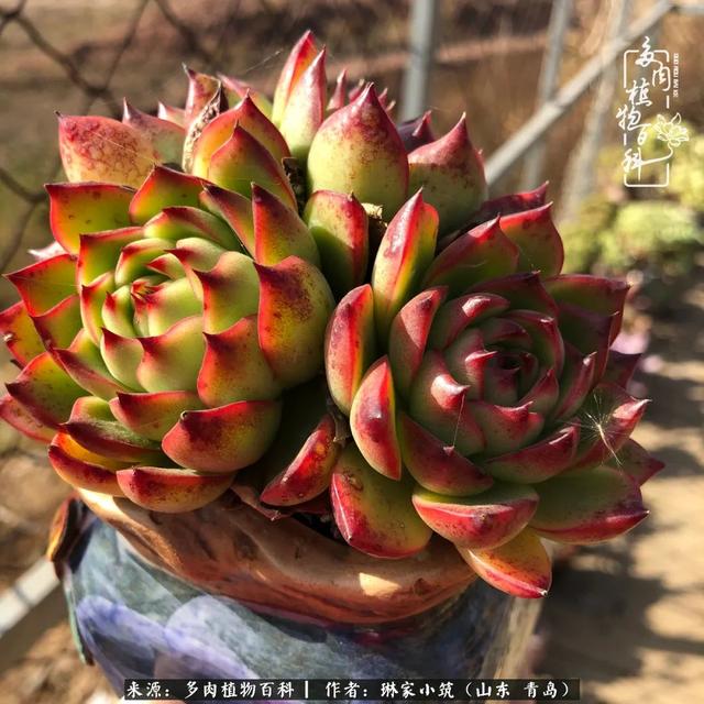 海翠翡琳价格表和图片海翡翠琳价格-第38张图片-翡翠网 海翠翡琳价格表和图片海翡翠琳价格-第38张图片-翡翠网