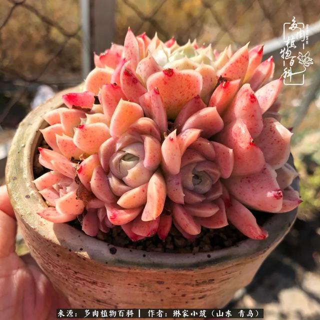 海翠翡琳价格表和图片海翡翠琳价格-第39张图片-翡翠网 海翠翡琳价格表和图片海翡翠琳价格-第39张图片-翡翠网