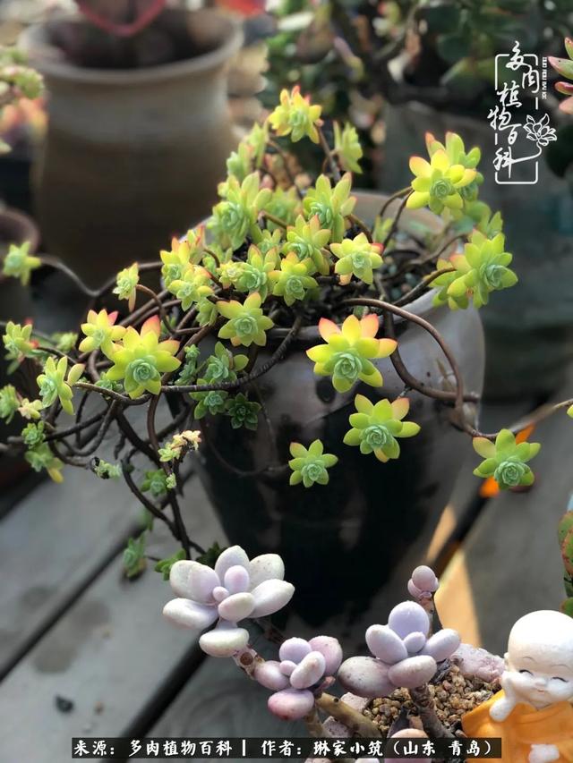 海翠翡琳价格表和图片海翡翠琳价格-第40张图片-翡翠网 海翠翡琳价格表和图片海翡翠琳价格-第40张图片-翡翠网