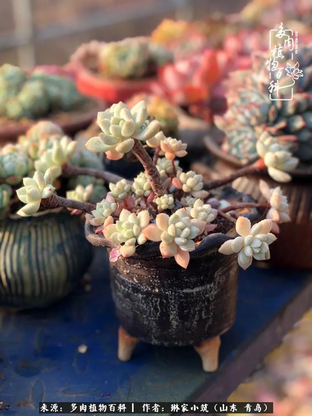 海翠翡琳价格表和图片海翡翠琳价格-第41张图片-翡翠网 海翠翡琳价格表和图片海翡翠琳价格-第41张图片-翡翠网