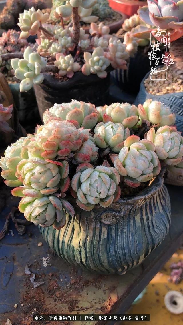 海翠翡琳价格表和图片海翡翠琳价格-第42张图片-翡翠网 海翠翡琳价格表和图片海翡翠琳价格-第42张图片-翡翠网