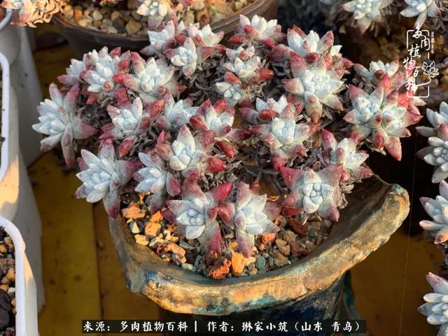 海翠翡琳价格表和图片海翡翠琳价格-第43张图片-翡翠网 海翠翡琳价格表和图片海翡翠琳价格-第43张图片-翡翠网