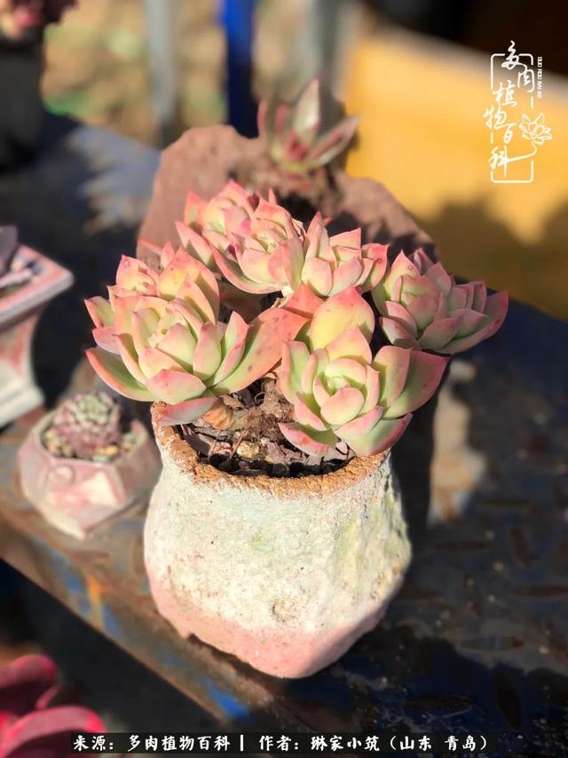 海翠翡琳价格表和图片海翡翠琳价格-第44张图片-翡翠网 海翠翡琳价格表和图片海翡翠琳价格-第44张图片-翡翠网