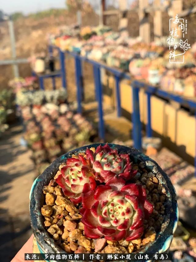 海翠翡琳价格表和图片海翡翠琳价格-第45张图片-翡翠网 海翠翡琳价格表和图片海翡翠琳价格-第45张图片-翡翠网