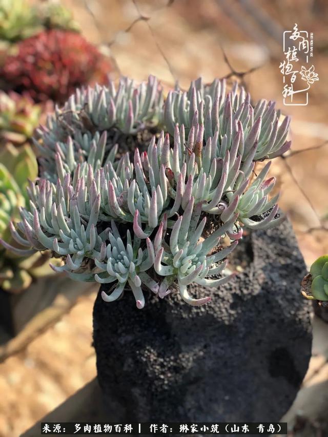 海翠翡琳价格表和图片海翡翠琳价格-第46张图片-翡翠网 海翠翡琳价格表和图片海翡翠琳价格-第46张图片-翡翠网