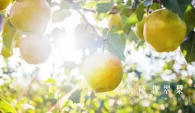 黄陵翡翠梨价格,陕西黄陵翡翠梨如何保存-第2张图片-翡翠网 黄陵翡翠梨价格,陕西黄陵翡翠梨如何保存-第2张图片-翡翠网