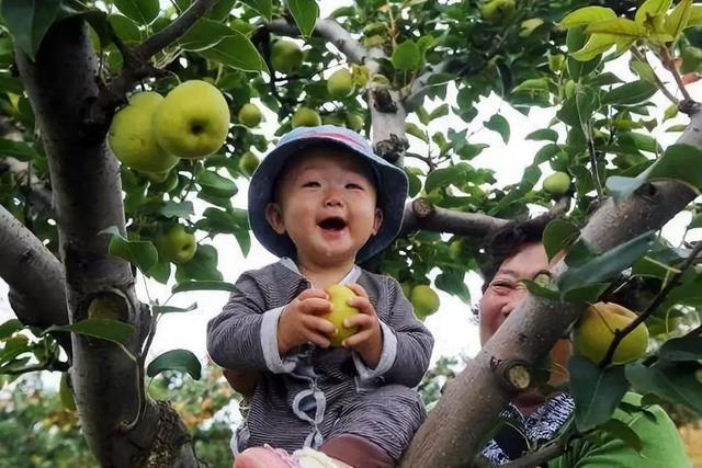 黄陵翡翠梨价格,陕西黄陵翡翠梨如何保存-第7张图片-翡翠网 黄陵翡翠梨价格,陕西黄陵翡翠梨如何保存-第7张图片-翡翠网